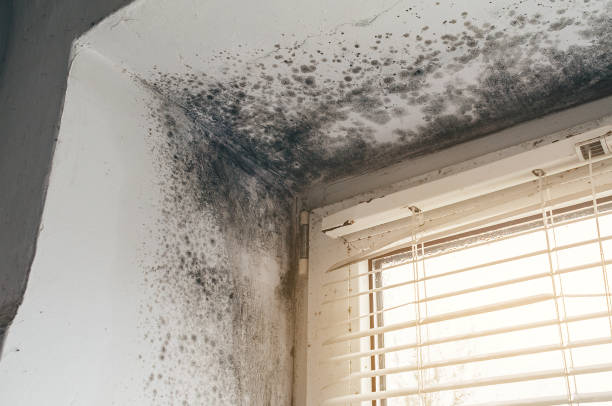 Mold Removal service in Nokesville